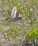 Townsends Solitaire 0639
